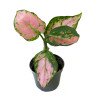 Aglaonema 'red valentine'