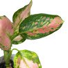 Aglaonema 'red valentine'