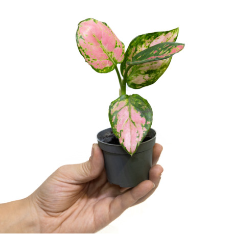 Aglaonema 'red valentine'