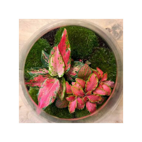 Aglaonema 'red valentine'