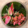 Aglaonema 'red valentine'