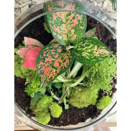 Aglaonema 'red valentine'