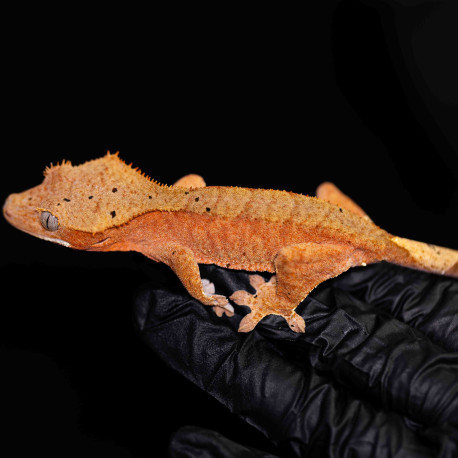 Gecko Crestado - Correlophus ciliatus