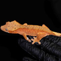 Gecko Crestado - Correlophus ciliatus