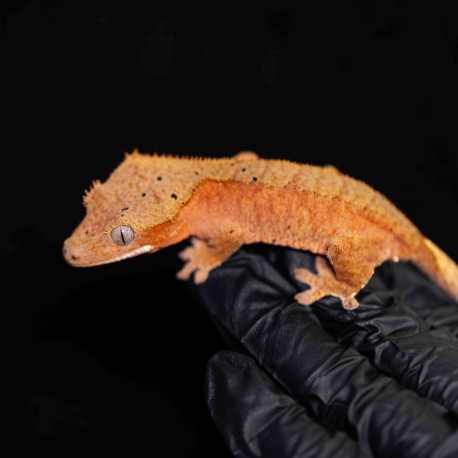 Gecko Crestado - Correlophus ciliatus