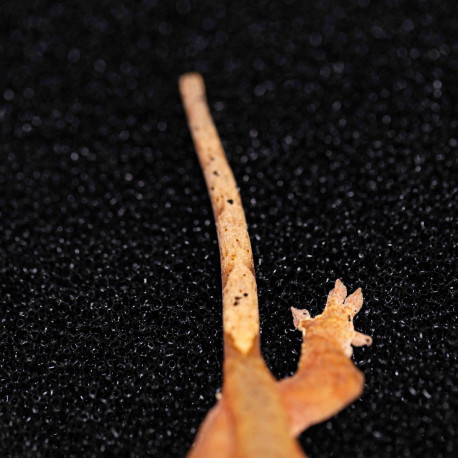 Gecko Crestado - Correlophus ciliatus