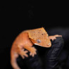 Gecko Crestado - Correlophus ciliatus