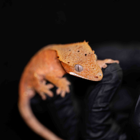 Gecko Crestado - Correlophus ciliatus