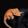 Gecko Crestado - Correlophus ciliatus