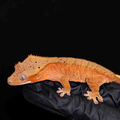 Gecko Crestado - Correlophus ciliatus