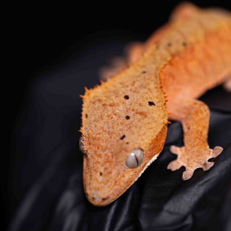 Gecko Crestado - Correlophus ciliatus
