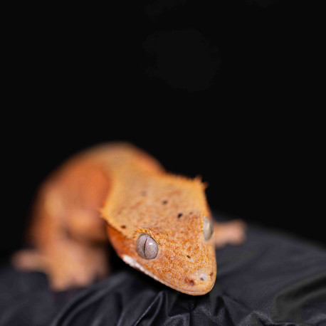 Gecko Crestado - Correlophus ciliatus