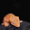 Gecko Crestado - Correlophus ciliatus