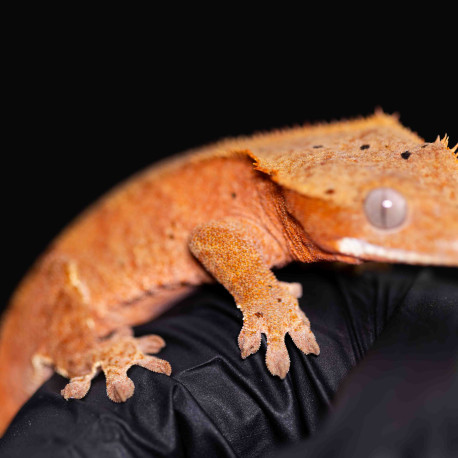 Gecko Crestado - Correlophus ciliatus
