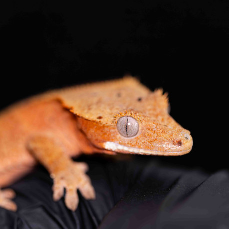 Gecko Crestado - Correlophus ciliatus