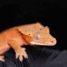 Gecko Crestado - Correlophus ciliatus