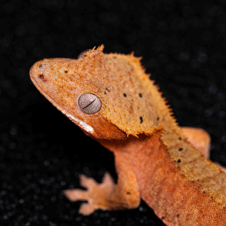 Gecko Crestado - Correlophus ciliatus
