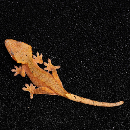 Gecko Crestado - Correlophus ciliatus