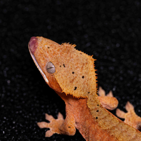 Gecko Crestado - Correlophus ciliatus