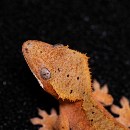 Gecko Crestado - Correlophus ciliatus