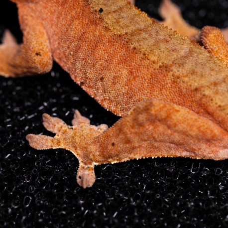 Gecko Crestado - Correlophus ciliatus