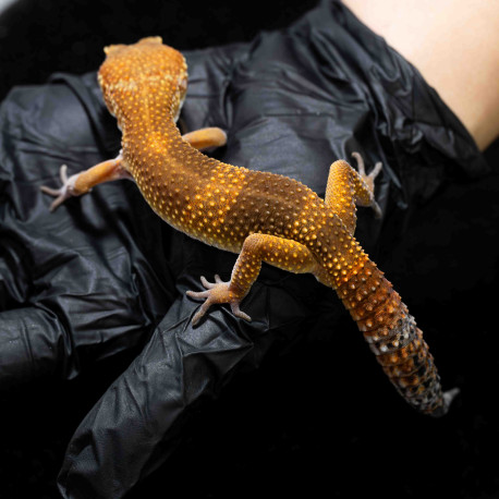 Gecko leopardo - Eublepharis macularius