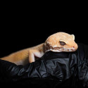Gecko leopardo - Eublepharis macularius