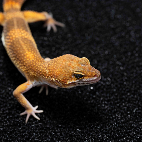 Gecko leopardo - Eublepharis macularius