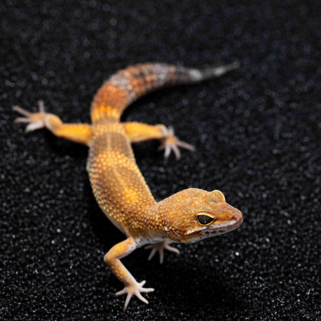 Gecko leopardo - Eublepharis macularius