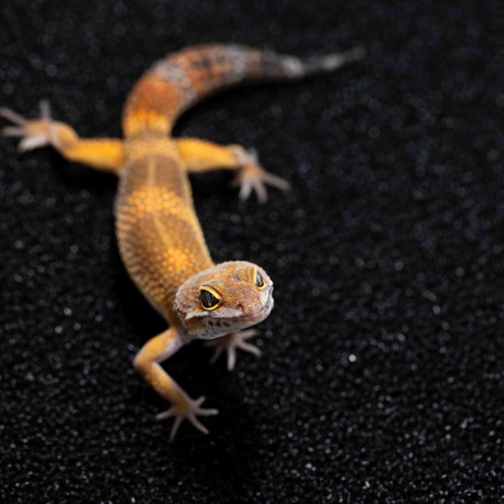 Gecko leopardo - Eublepharis macularius