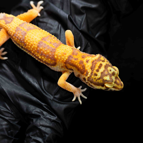 Gecko leopardo - Eublepharis macularius