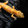 Gecko leopardo - Eublepharis macularius