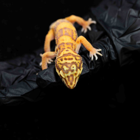 Gecko leopardo - Eublepharis macularius