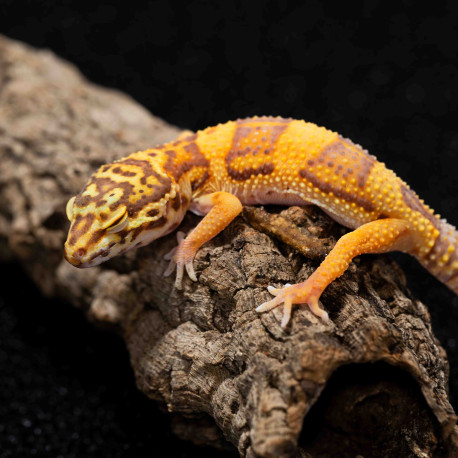 Gecko leopardo - Eublepharis macularius
