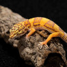 Gecko leopardo - Eublepharis macularius