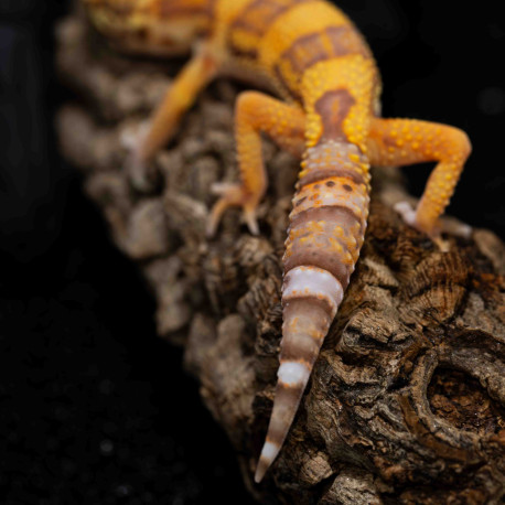 Gecko leopardo - Eublepharis macularius