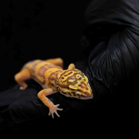 Gecko leopardo - Eublepharis macularius
