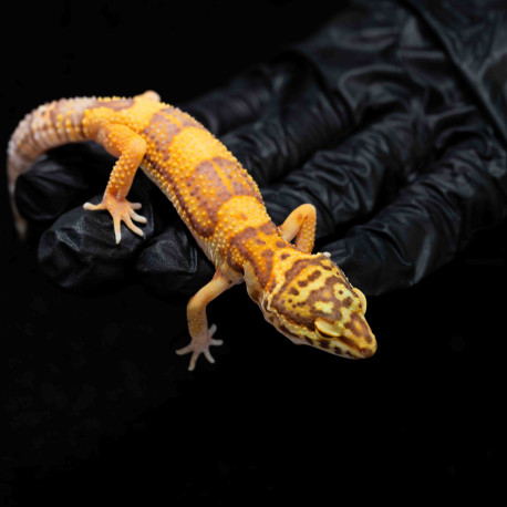 Gecko leopardo - Eublepharis macularius