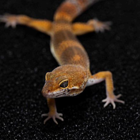 Gecko leopardo - Eublepharis macularius