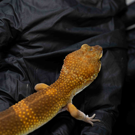Gecko leopardo - Eublepharis macularius