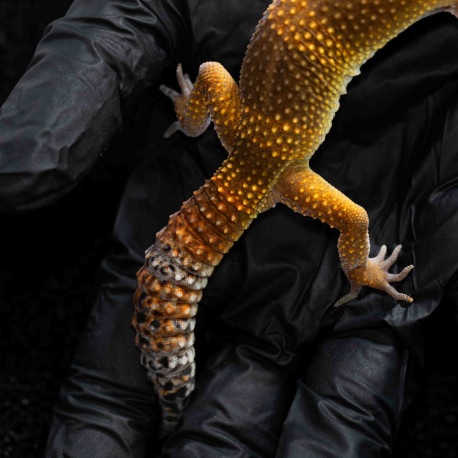 Gecko leopardo - Eublepharis macularius