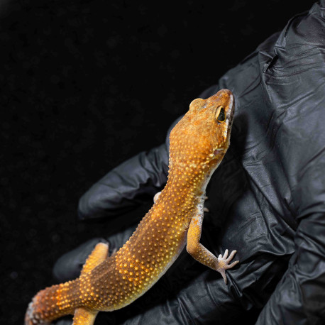 Gecko leopardo - Eublepharis macularius