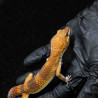 Gecko leopardo - Eublepharis macularius