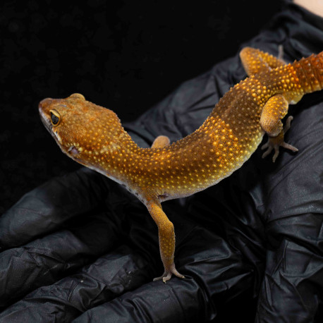Gecko leopardo - Eublepharis macularius