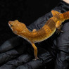 Gecko leopardo - Eublepharis macularius