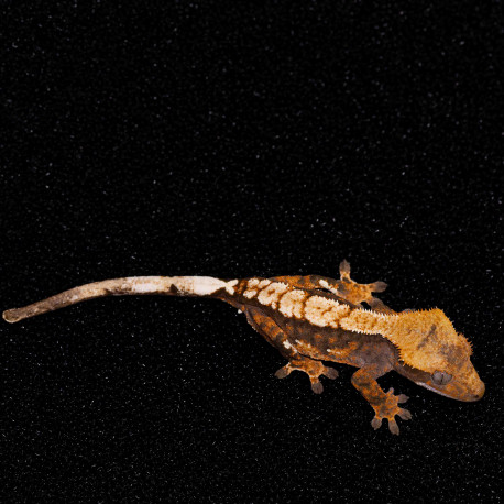Gecko Crestado - Correlophus ciliatus
