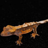 Gecko Crestado - Correlophus ciliatus