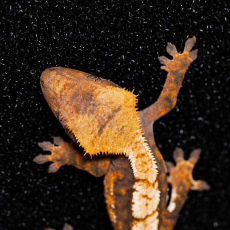 Gecko Crestado - Correlophus ciliatus