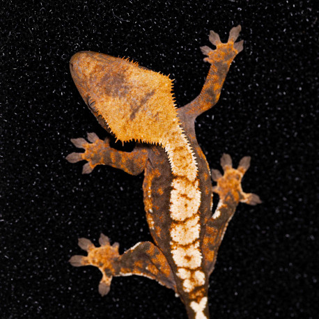 Gecko Crestado - Correlophus ciliatus