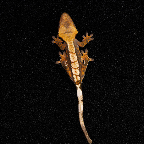 Gecko Crestado - Correlophus ciliatus